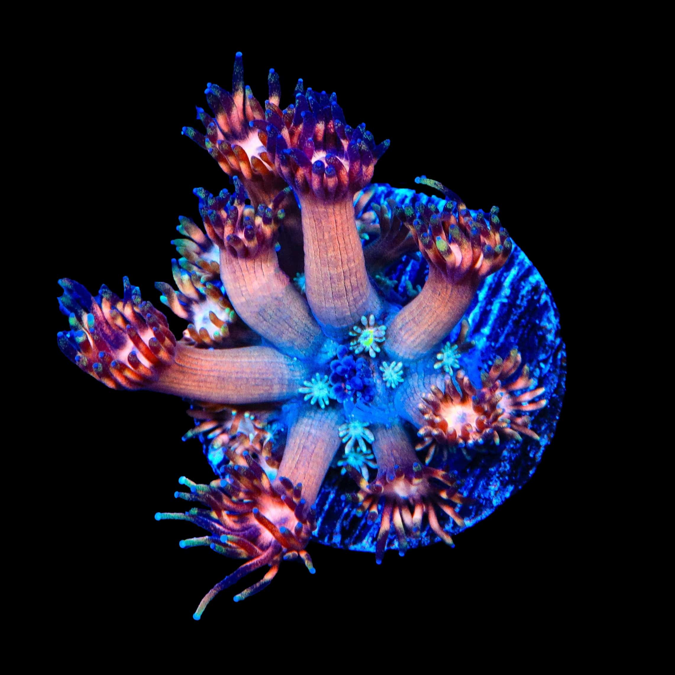 ORALOA (オラロア)Cupacake TSA Afterburn Goniopora Coral – Top Shelf Aquatics