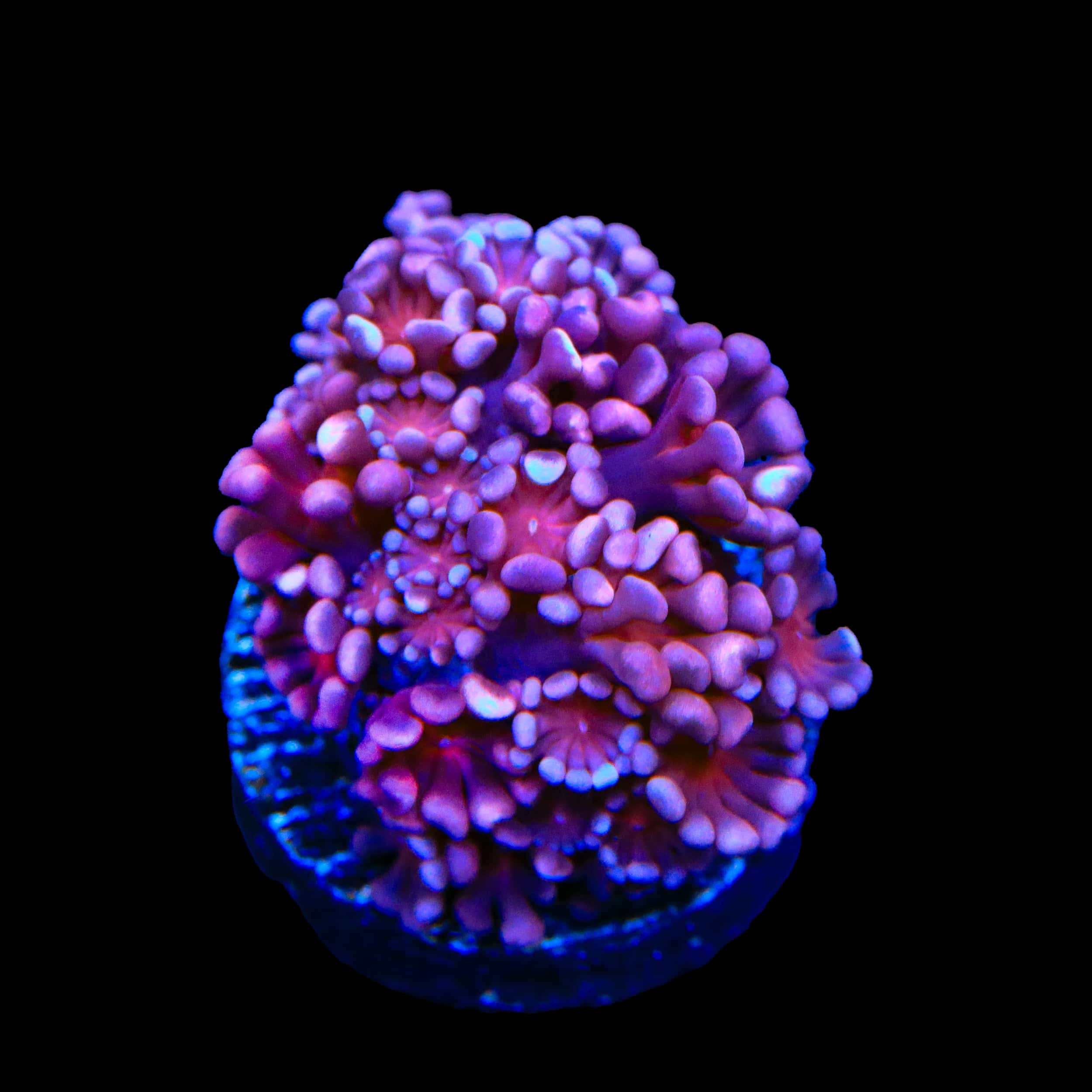 TSA Axl Rose Alveopora Coral – Top Shelf Aquatics