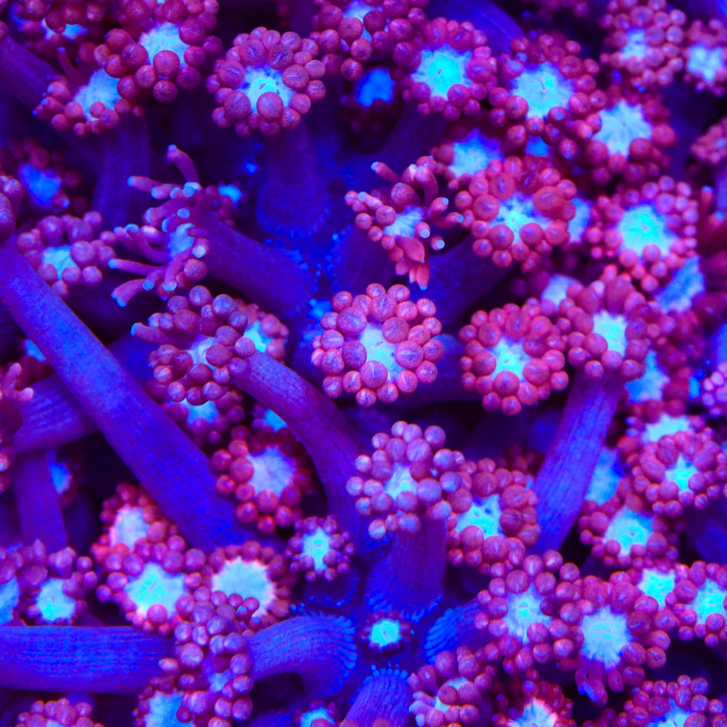 TSA Alice In Wonderland Alveopora Coral – Top Shelf Aquatics