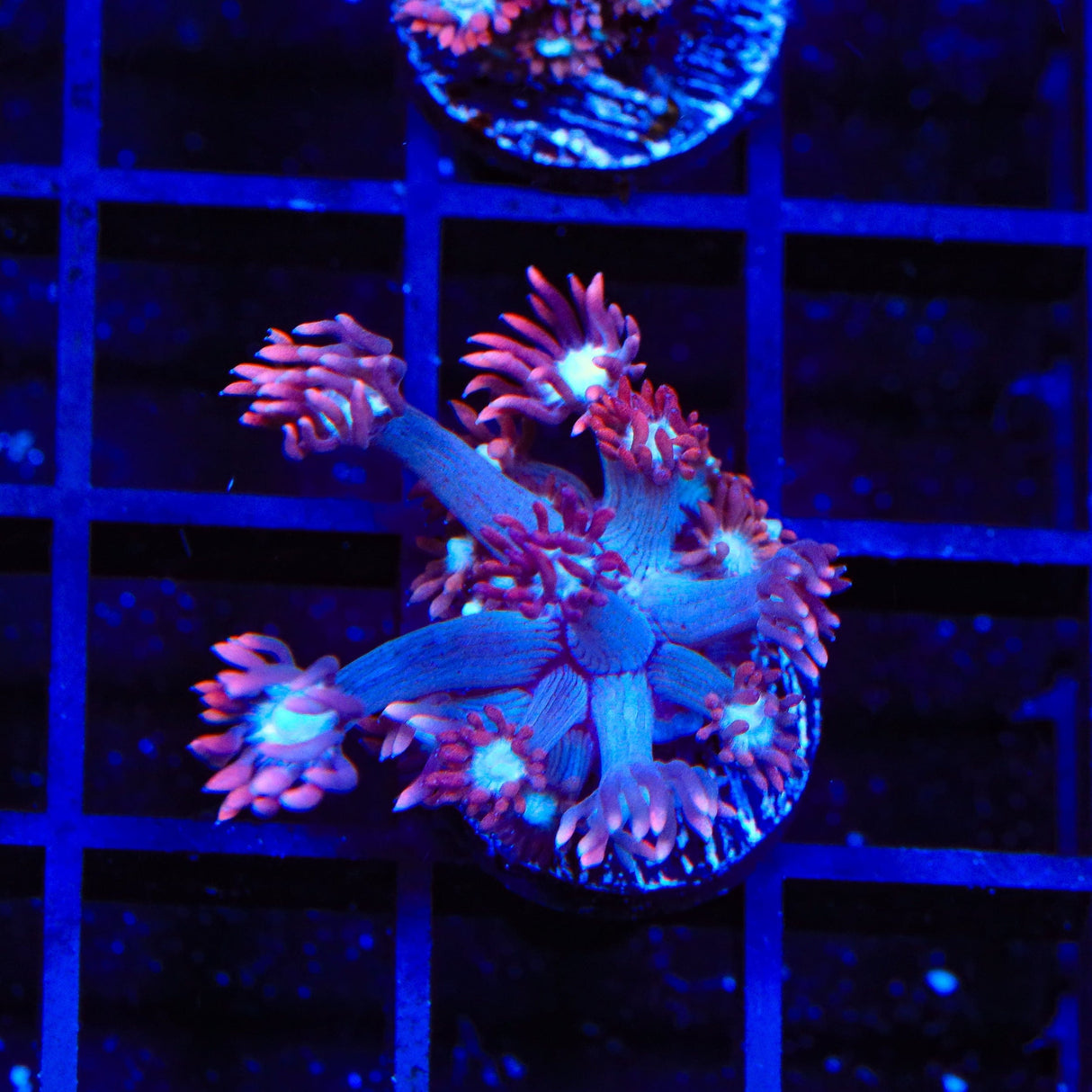 TSA Alice In Wonderland Goniopora Coral