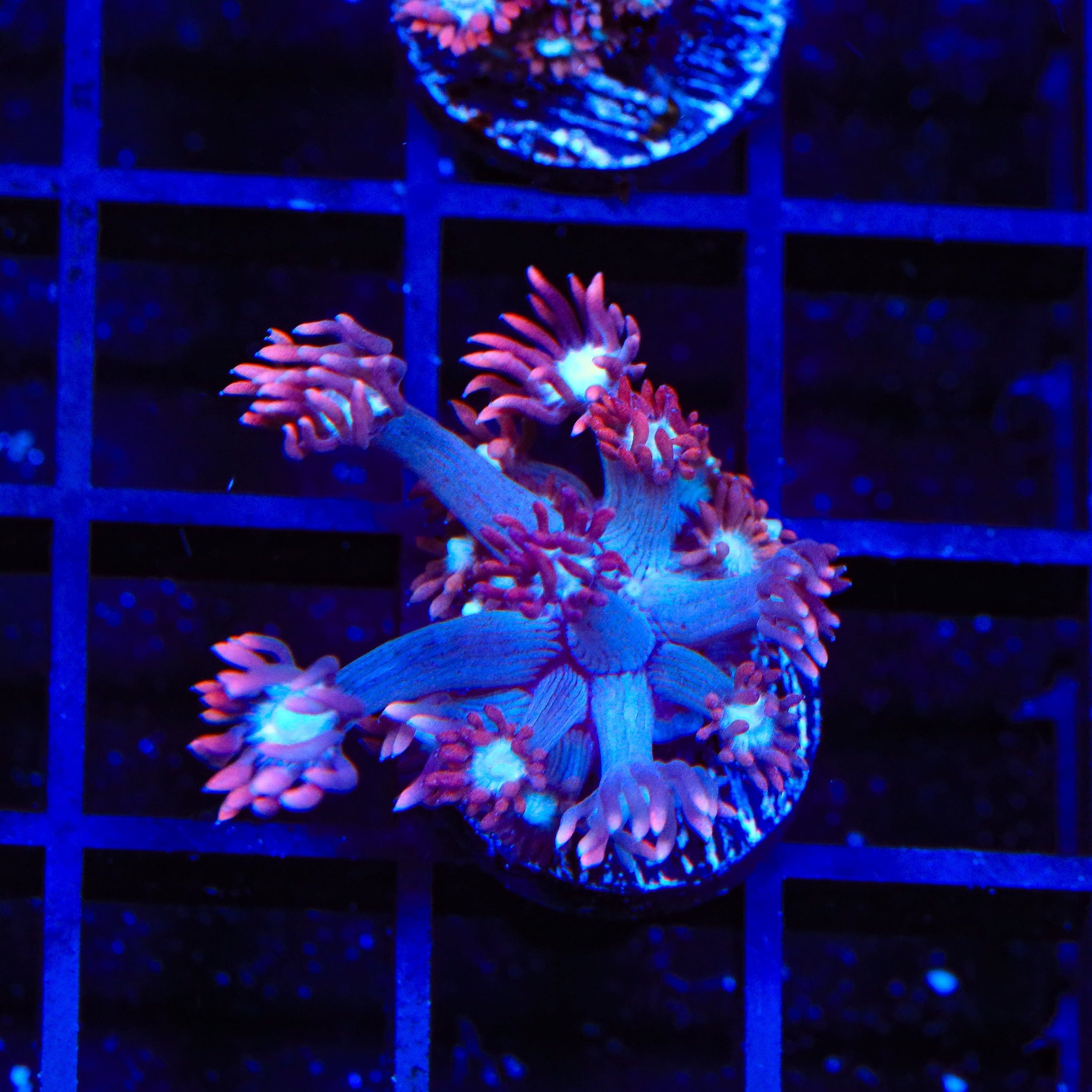 TSA Alice In Wonderland Goniopora Coral