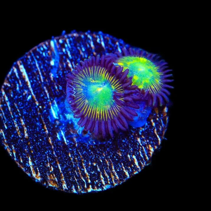 TSA Alien Egg Zoanthids Coral