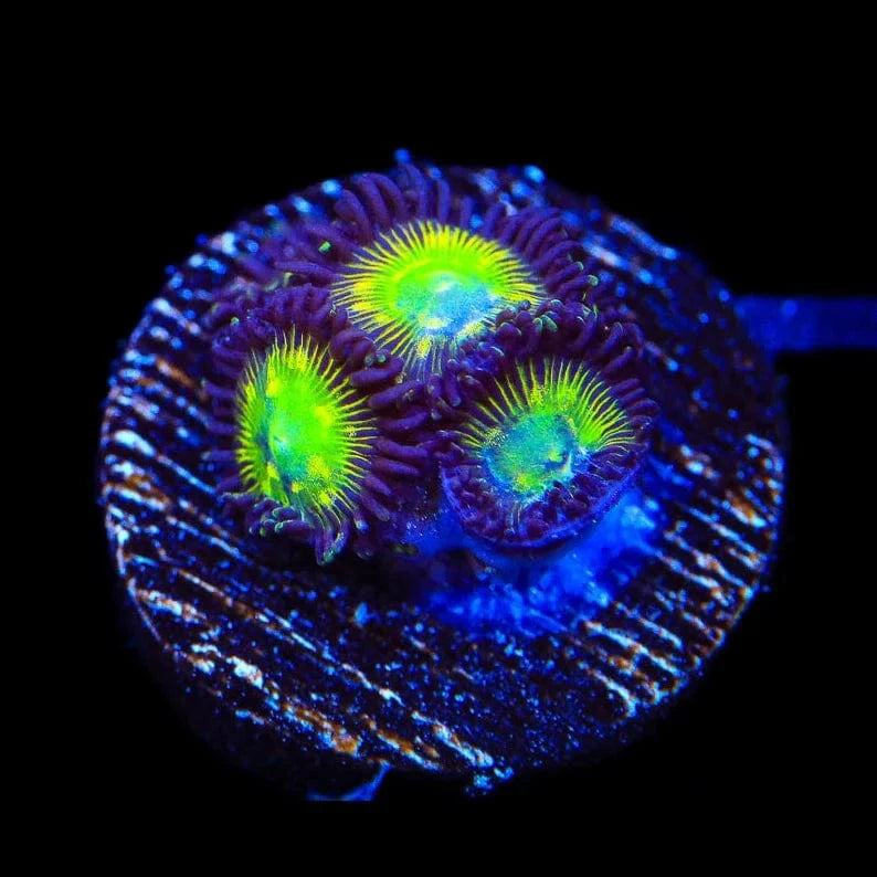 TSA Alien Egg Zoanthids Coral
