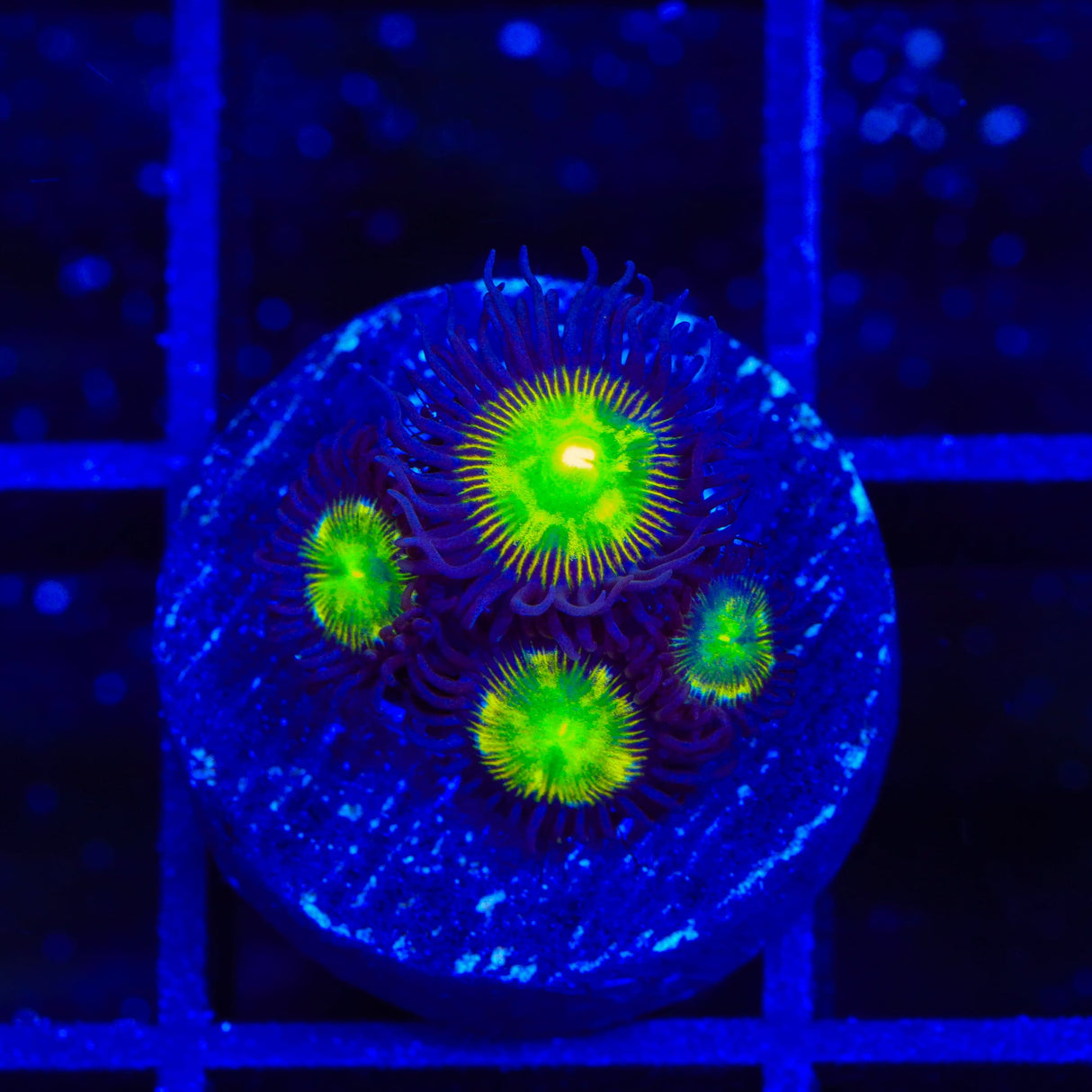 TSA Alien Egg Zoanthids Coral