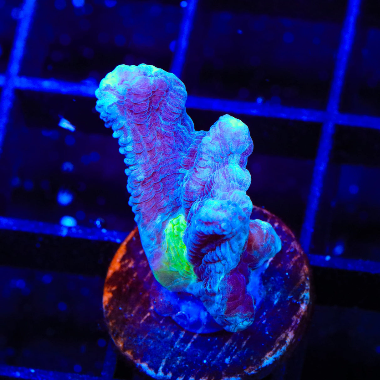 TSA Alien Eye Pectinia Coral