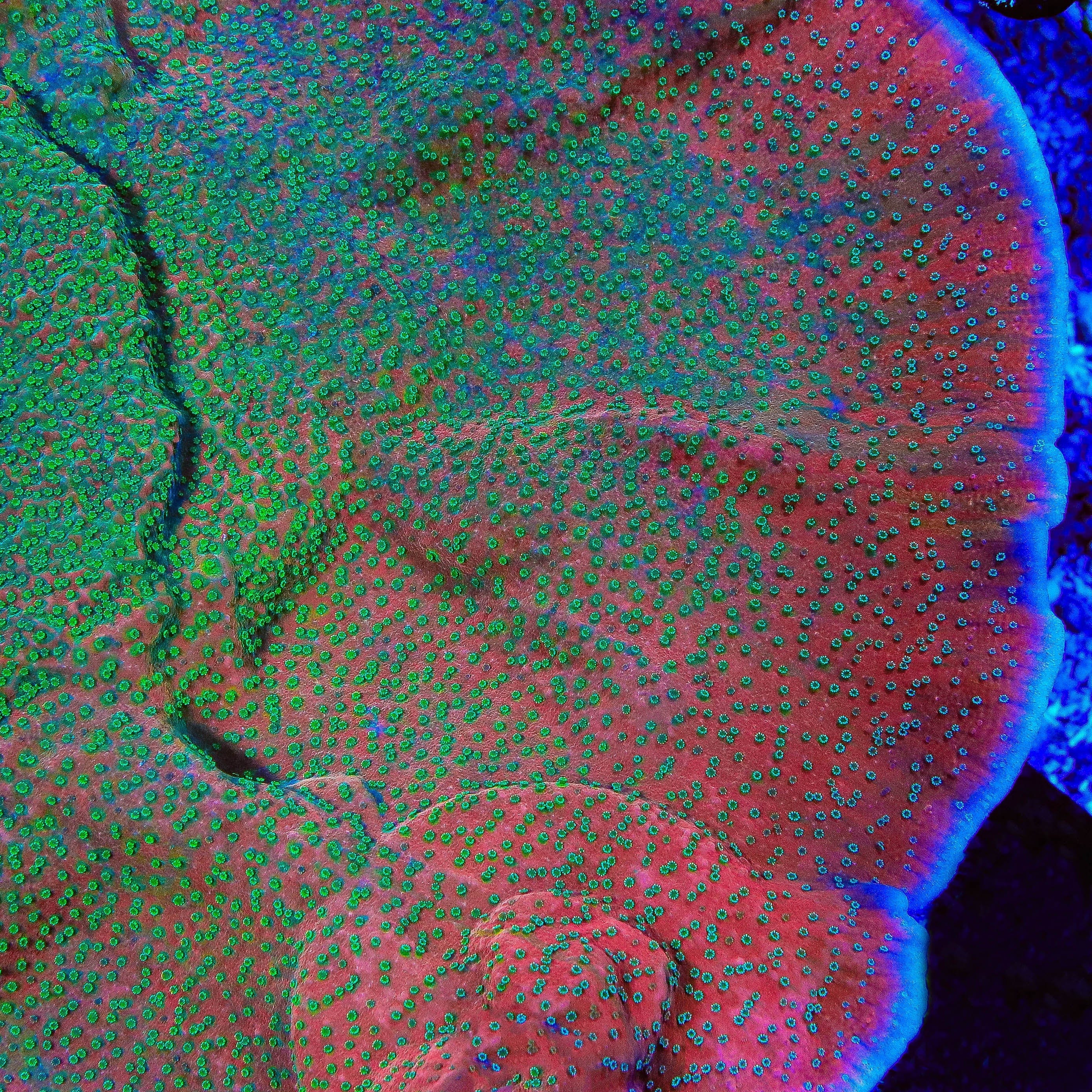 TSA Apple Jacks Montipora Cap Coral – Top Shelf Aquatics