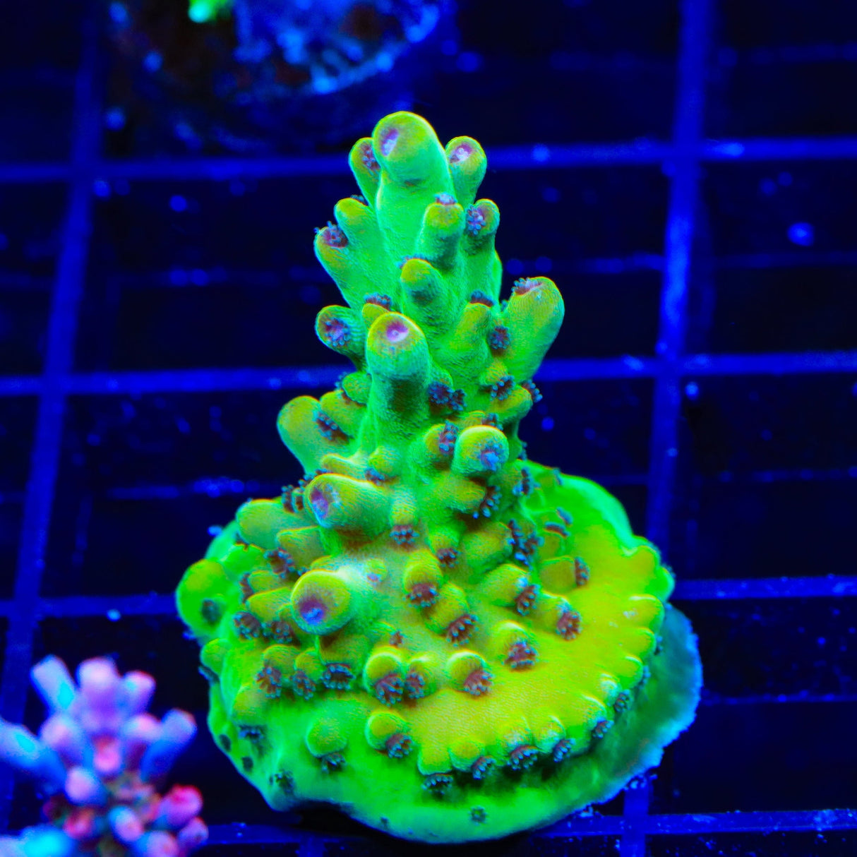 TSA Appletini Acropora Coral