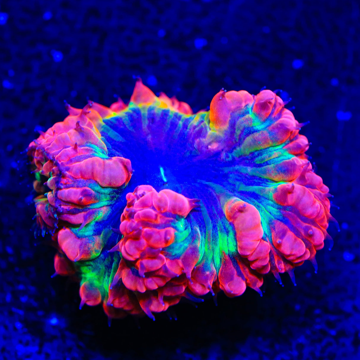 TSA Atomic Ray Blastomussa Coral