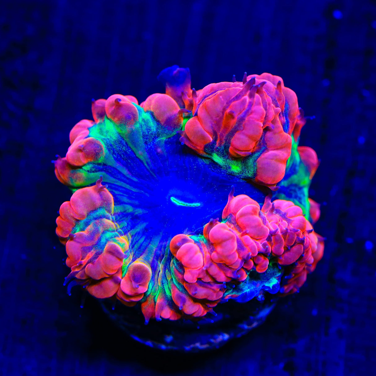 TSA Atomic Ray Blastomussa Coral