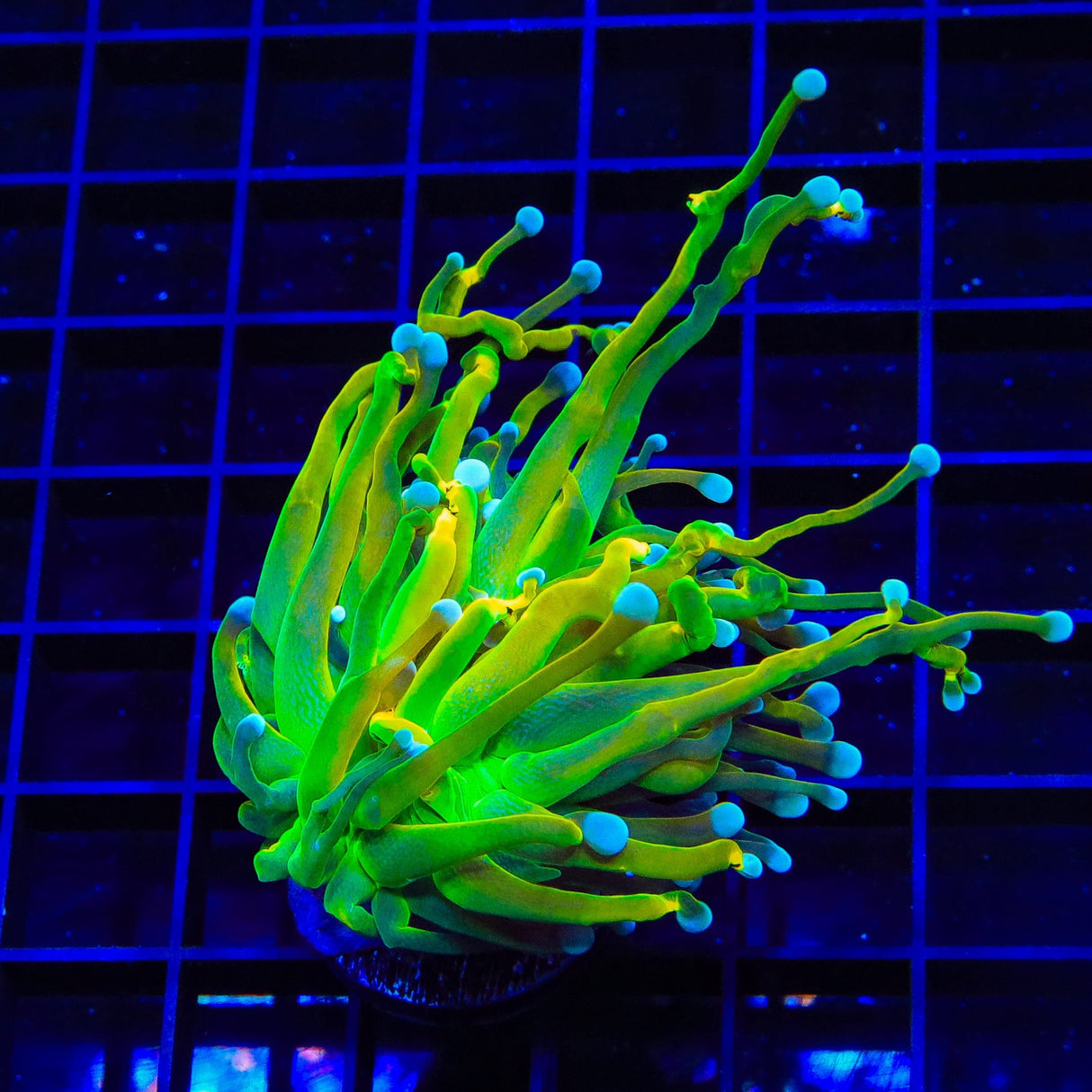 TSA Baby Grail Torch Coral