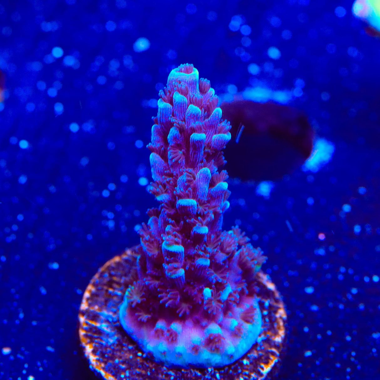 TSA Bali Blue Slimer Acropora Coral