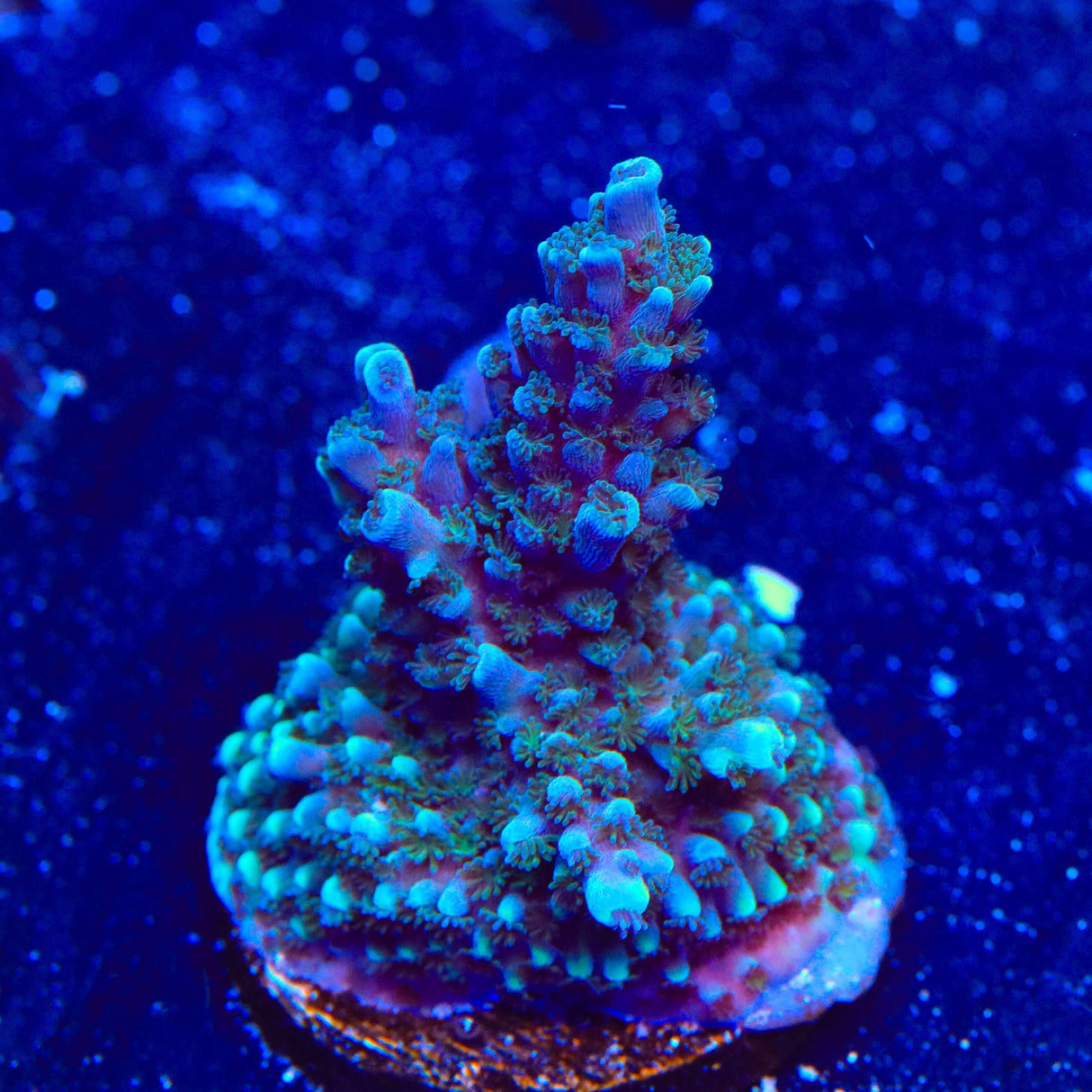 TSA Bali Blue Slimer Acropora XL Frag Coral