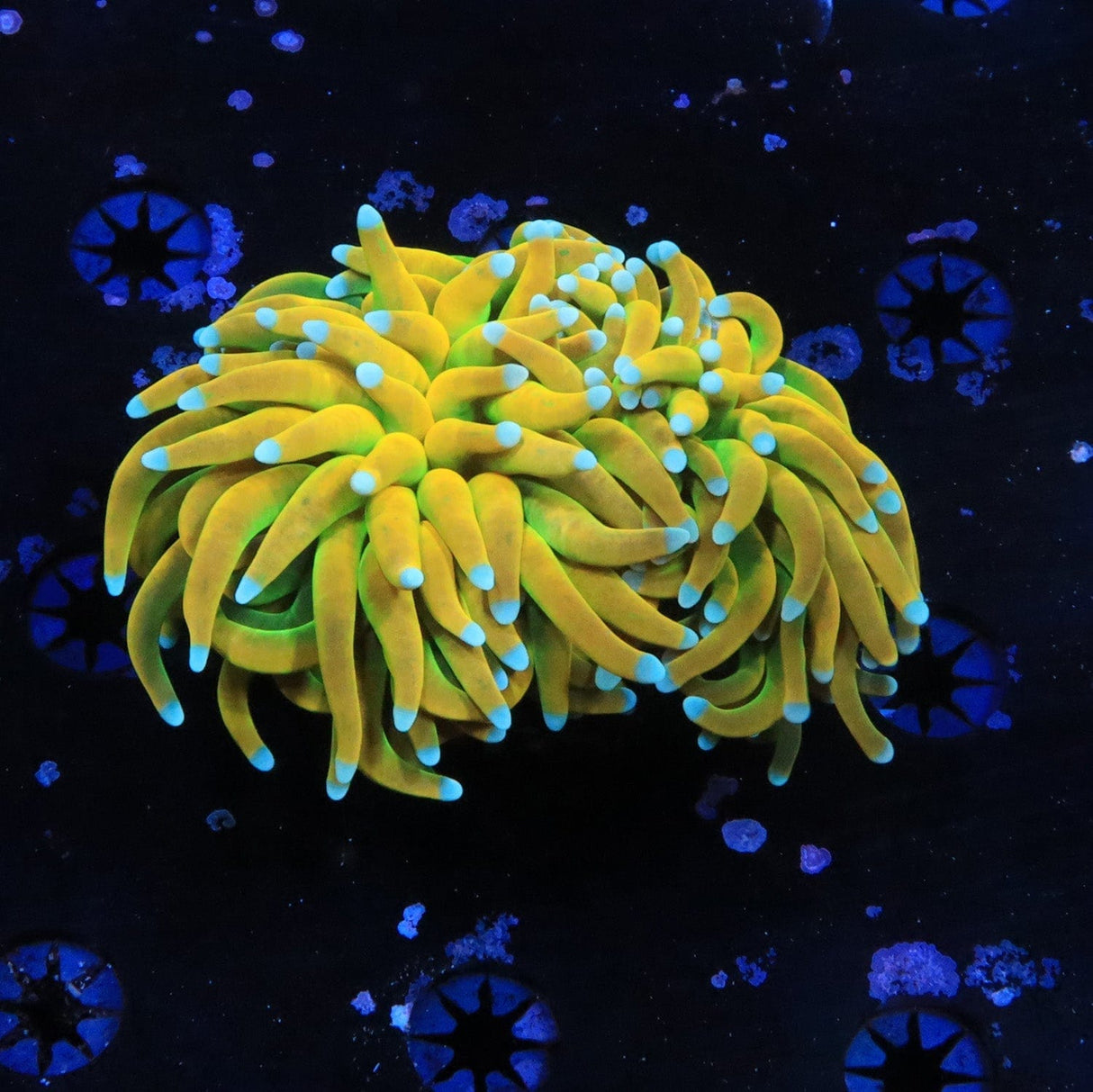 TSA Banana Boat 2 Heads Torch Coral