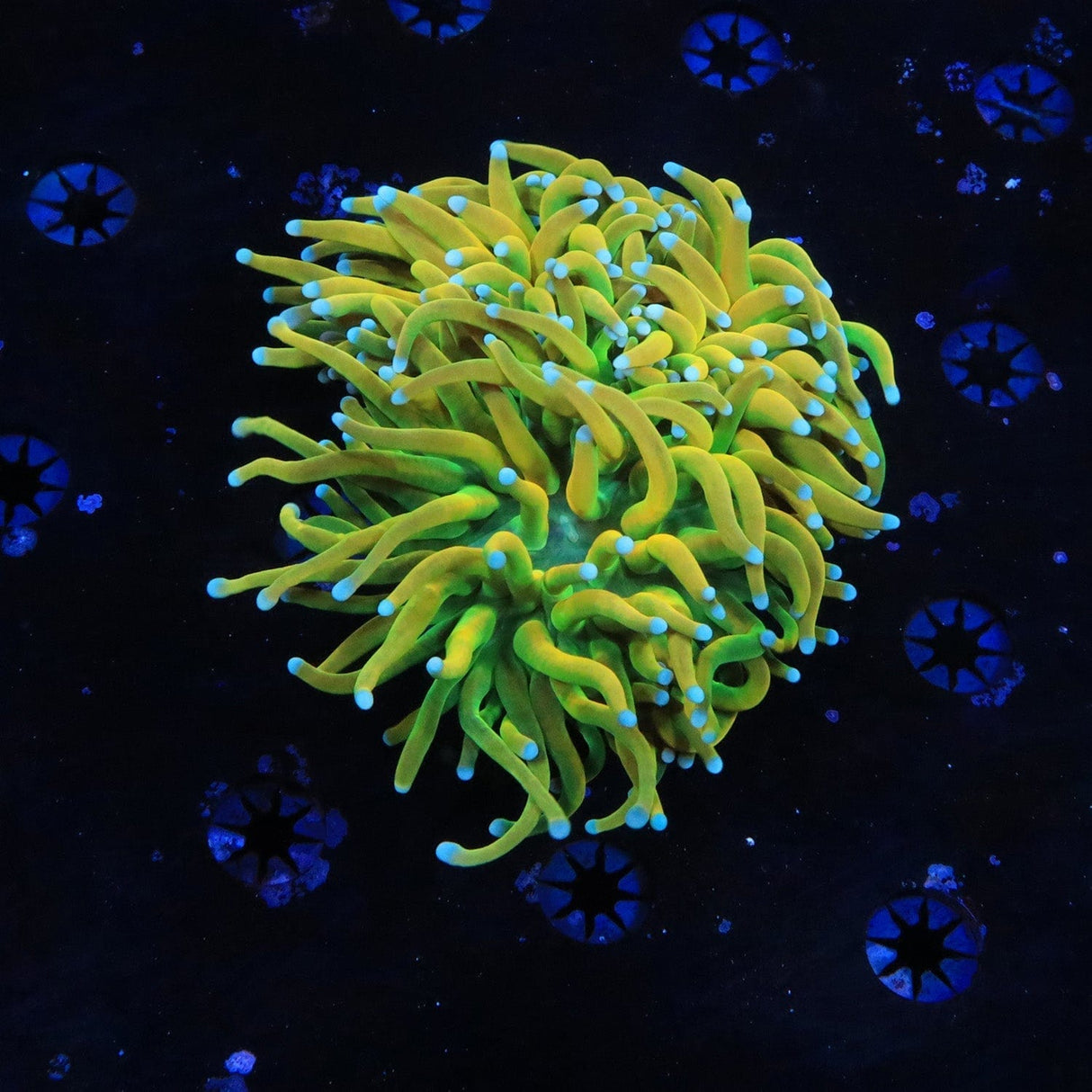 TSA Banana Boat 3 Heads Torch Coral