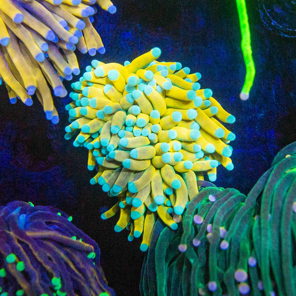 TSA Banana Torch Coral