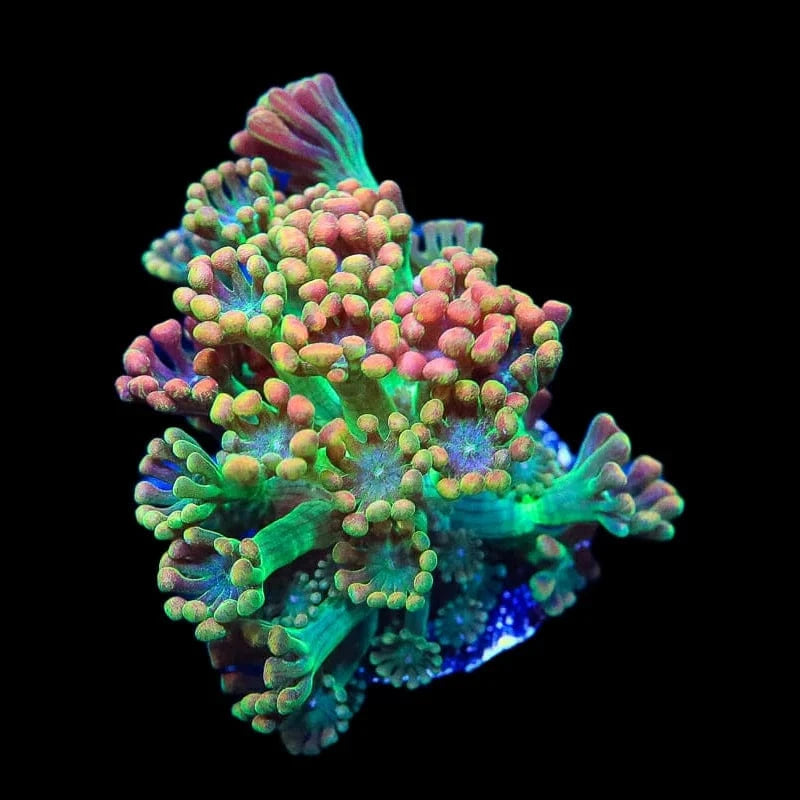 TSA Bangarang Alveopora Coral