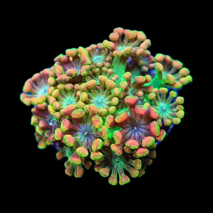 TSA Bangarang Alveopora Coral