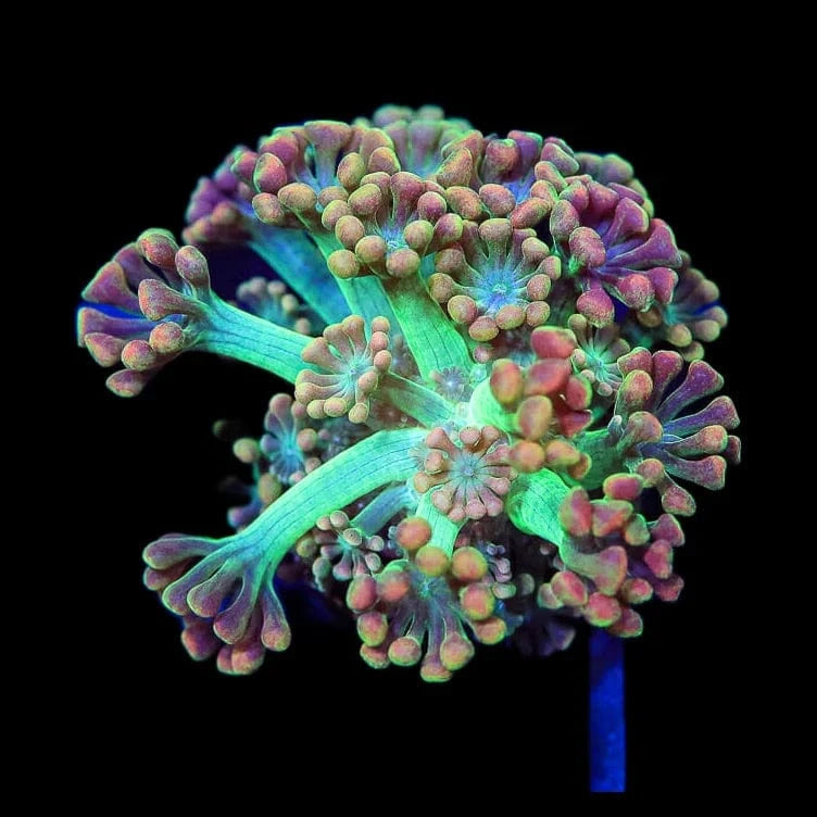 TSA Bangarang Alveopora Coral