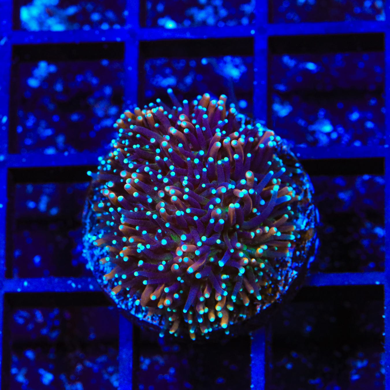 TSA Battlestar Galaxea Coral