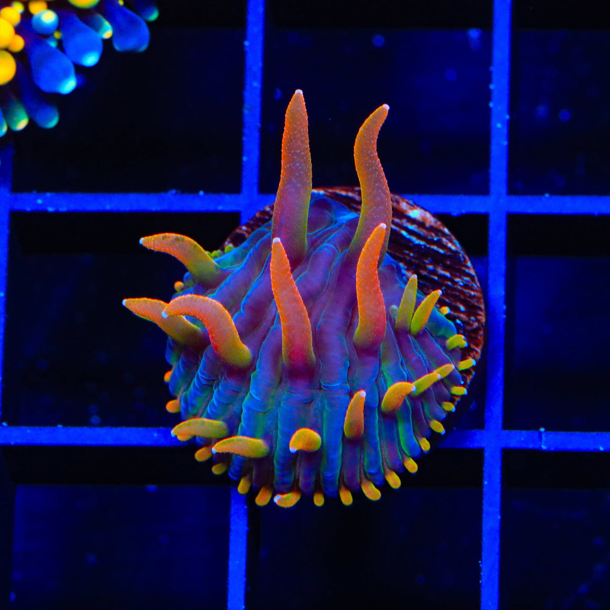 TSA Battletoads Aquacultured Plate Coral