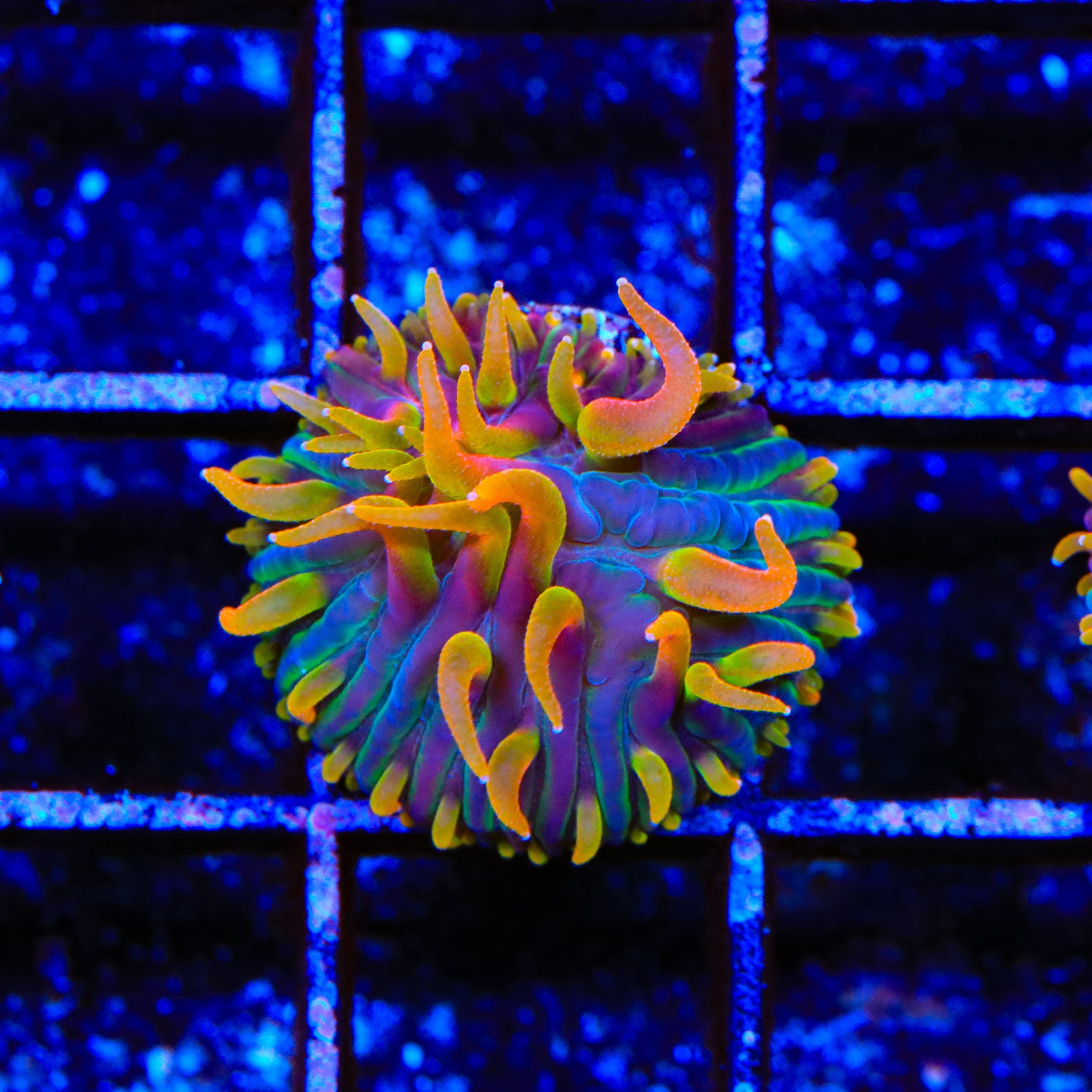 TSA Battletoads Aquacultured Plate Coral