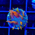 TSA Battletoads Aquacultured Plate Coral