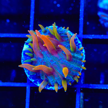 TSA Battletoads Aquacultured Plate Coral