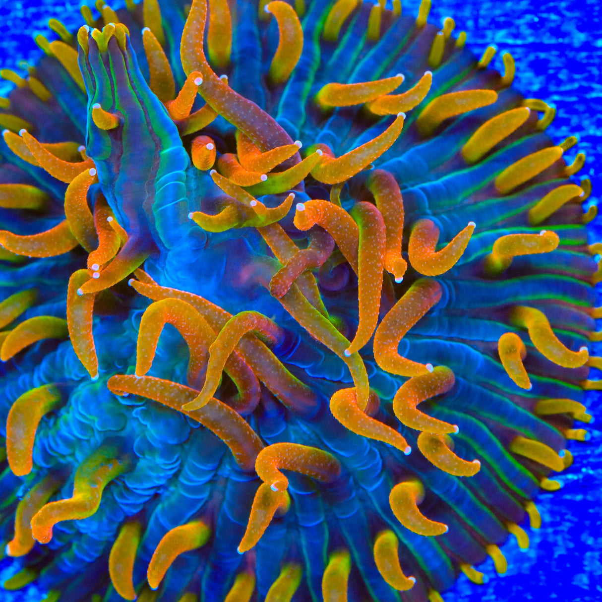 TSA Battletoads Aquacultured Plate Coral