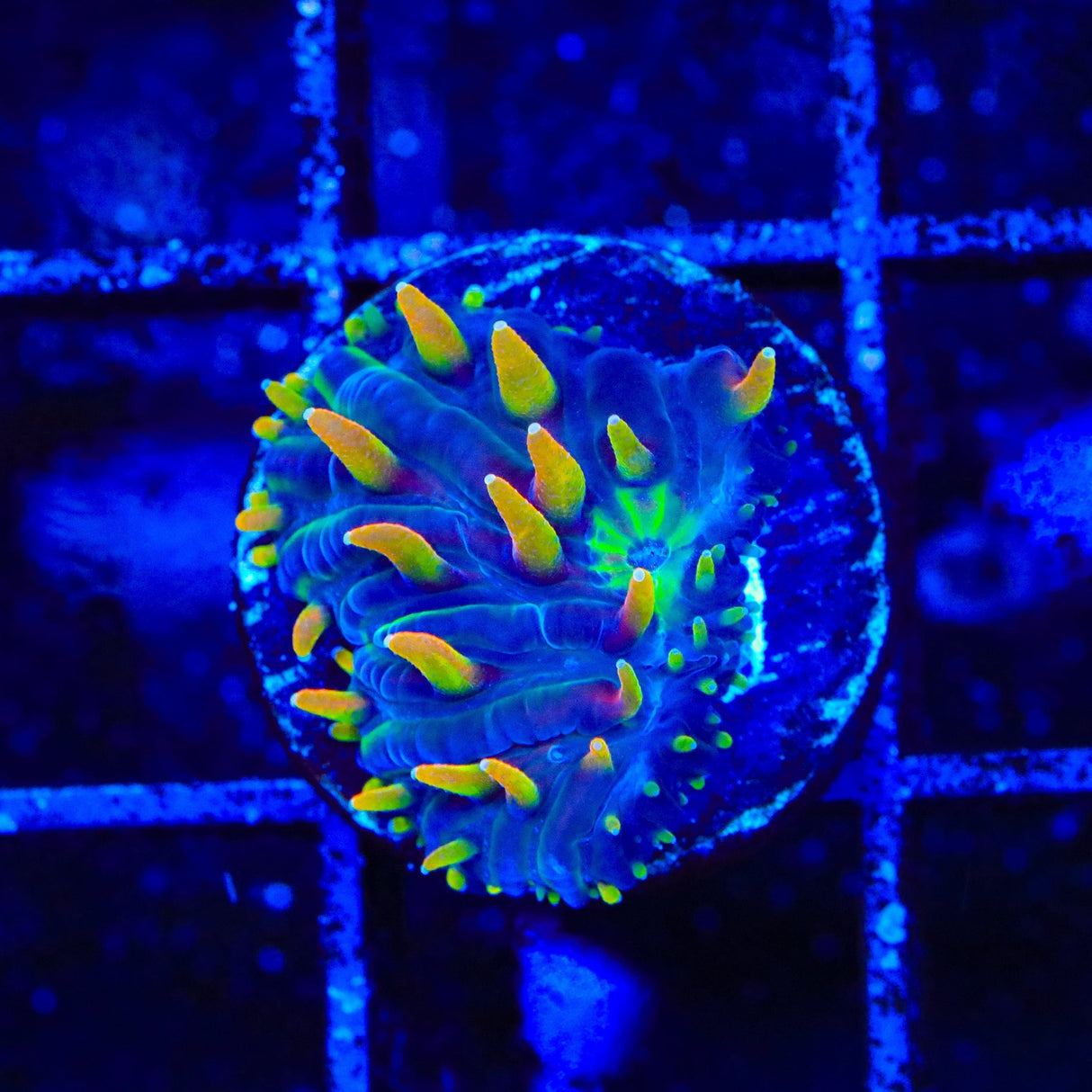 TSA Battletoads Aquacultured Plate Coral