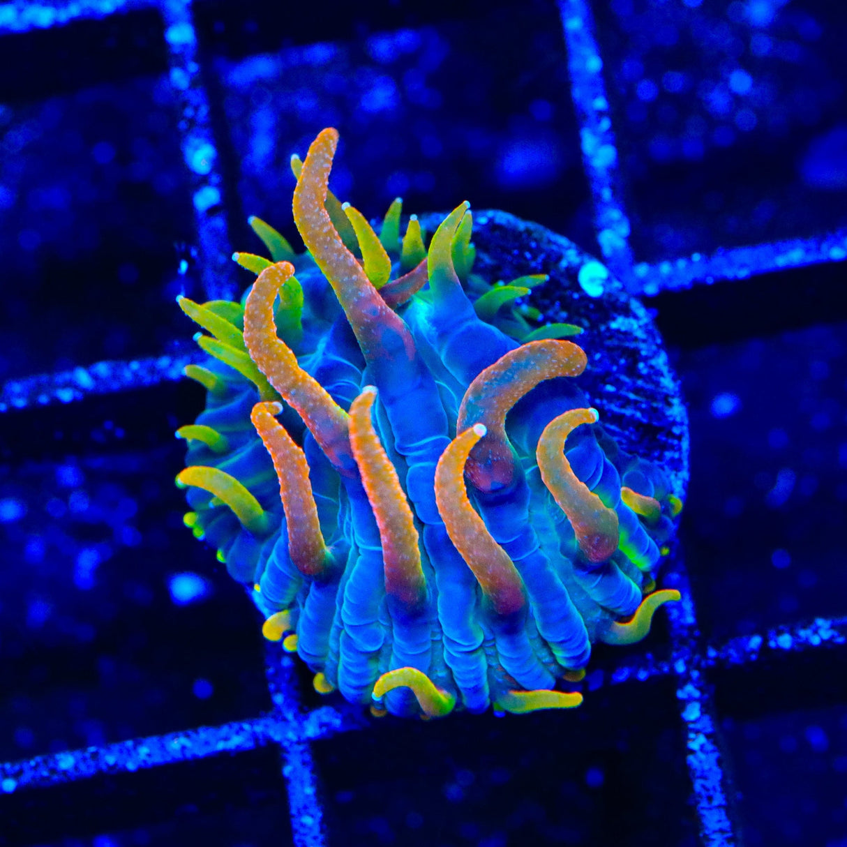 TSA Battletoads Aquacultured Plate Coral