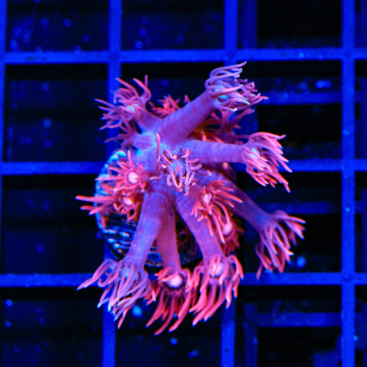 TSA Be Mine Goniopora Coral