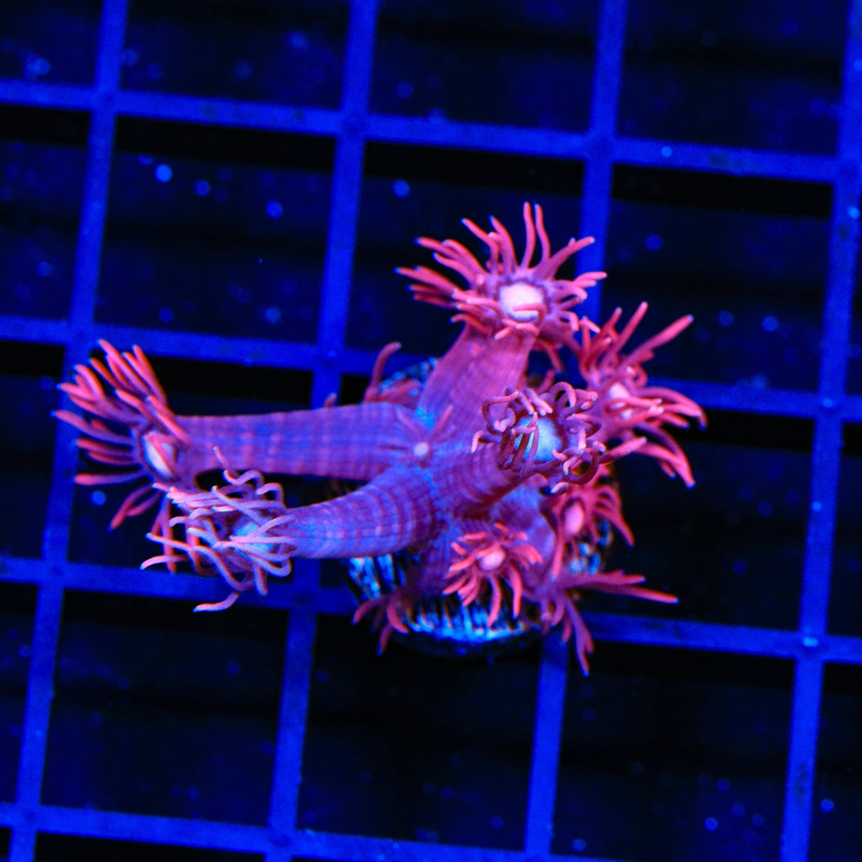 TSA Be Mine Goniopora Coral