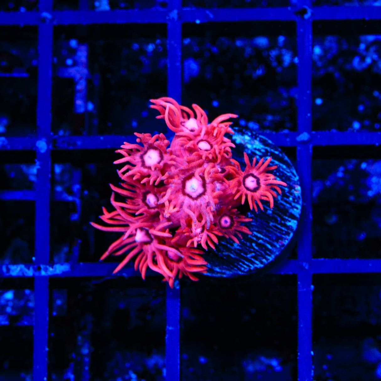 TSA Be Mine Goniopora Coral