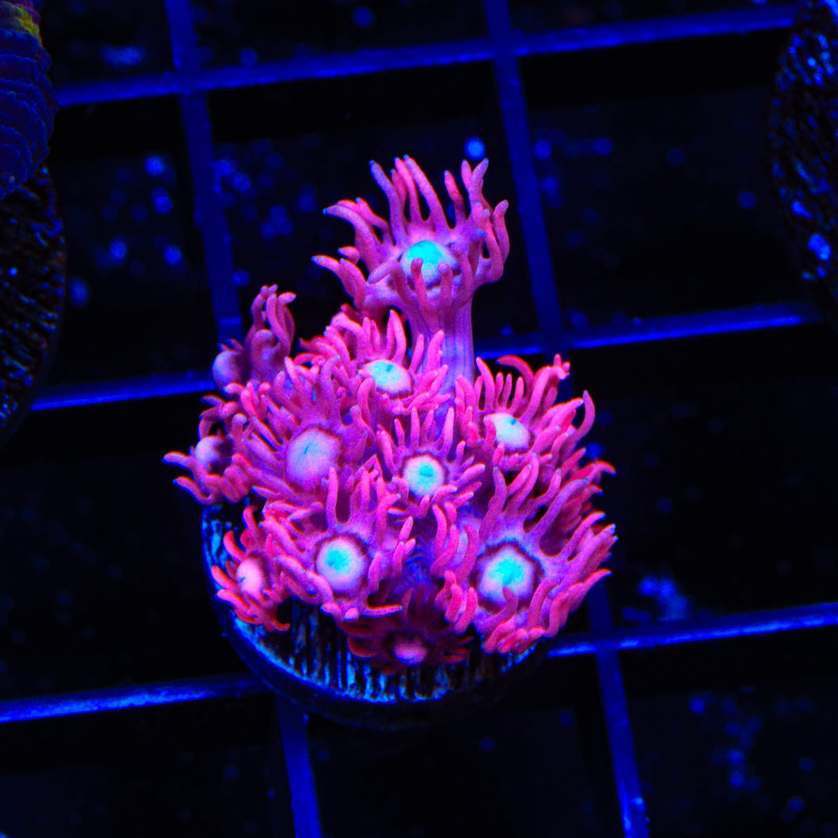 TSA Be Mine Goniopora Coral