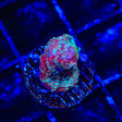 TSA Beetlejuice Bowerbankii Coral