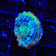 TSA Beetlejuice Bowerbankii Coral