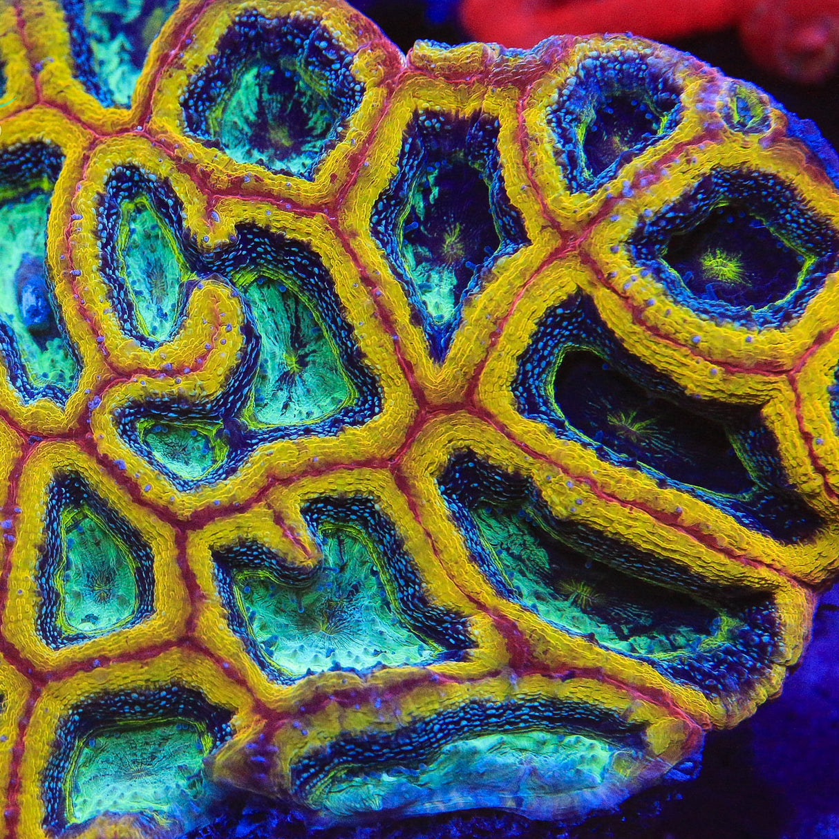 TSA Beetlejuice Bowerbankii Coral