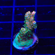 TSA Bill Murray Acropora Coral