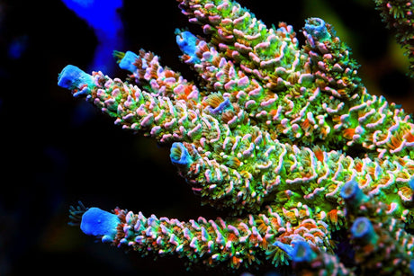 TSA BioShock Tenuis Acropora Coral
