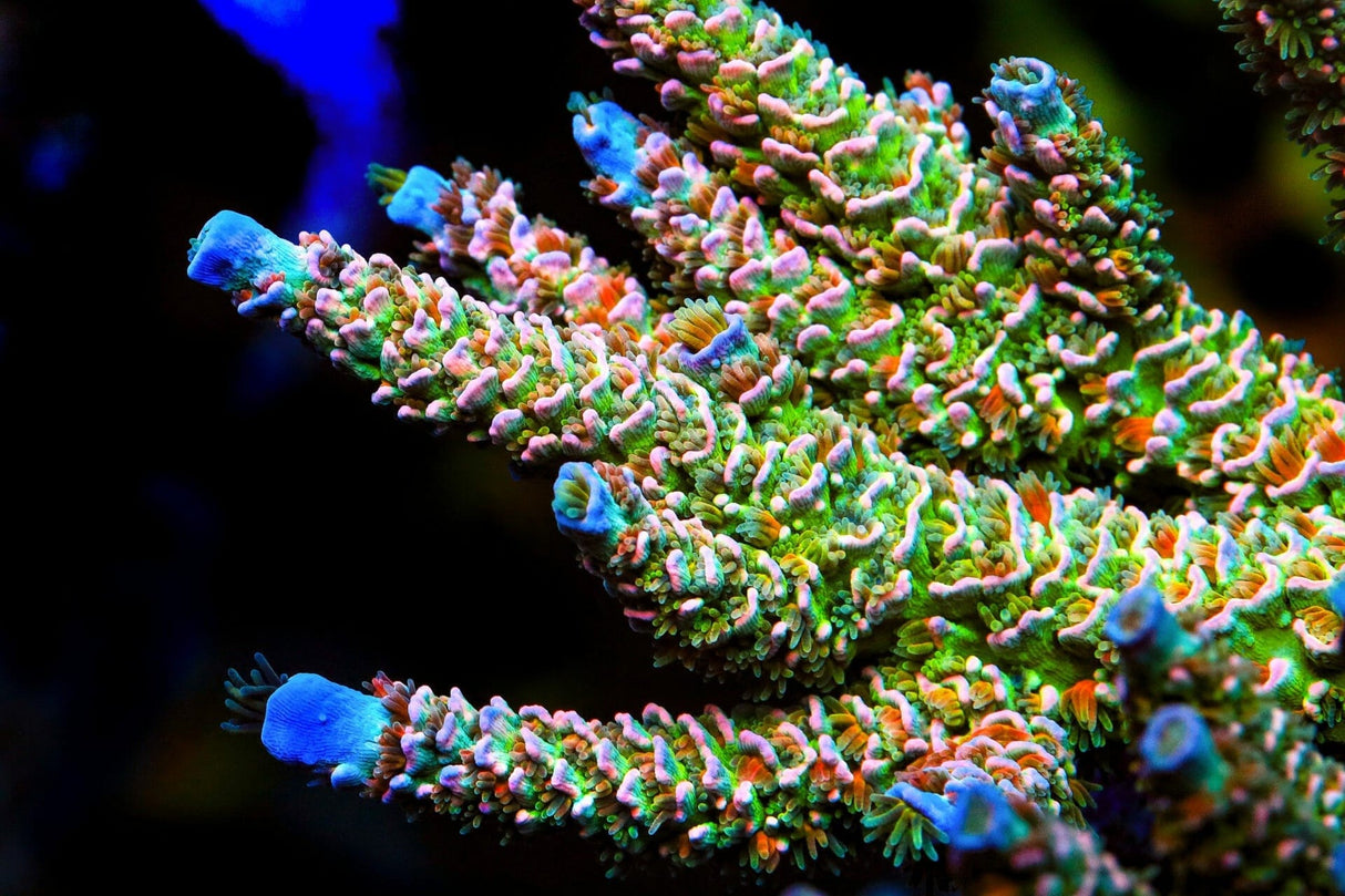 TSA BioShock Tenuis Acropora Coral