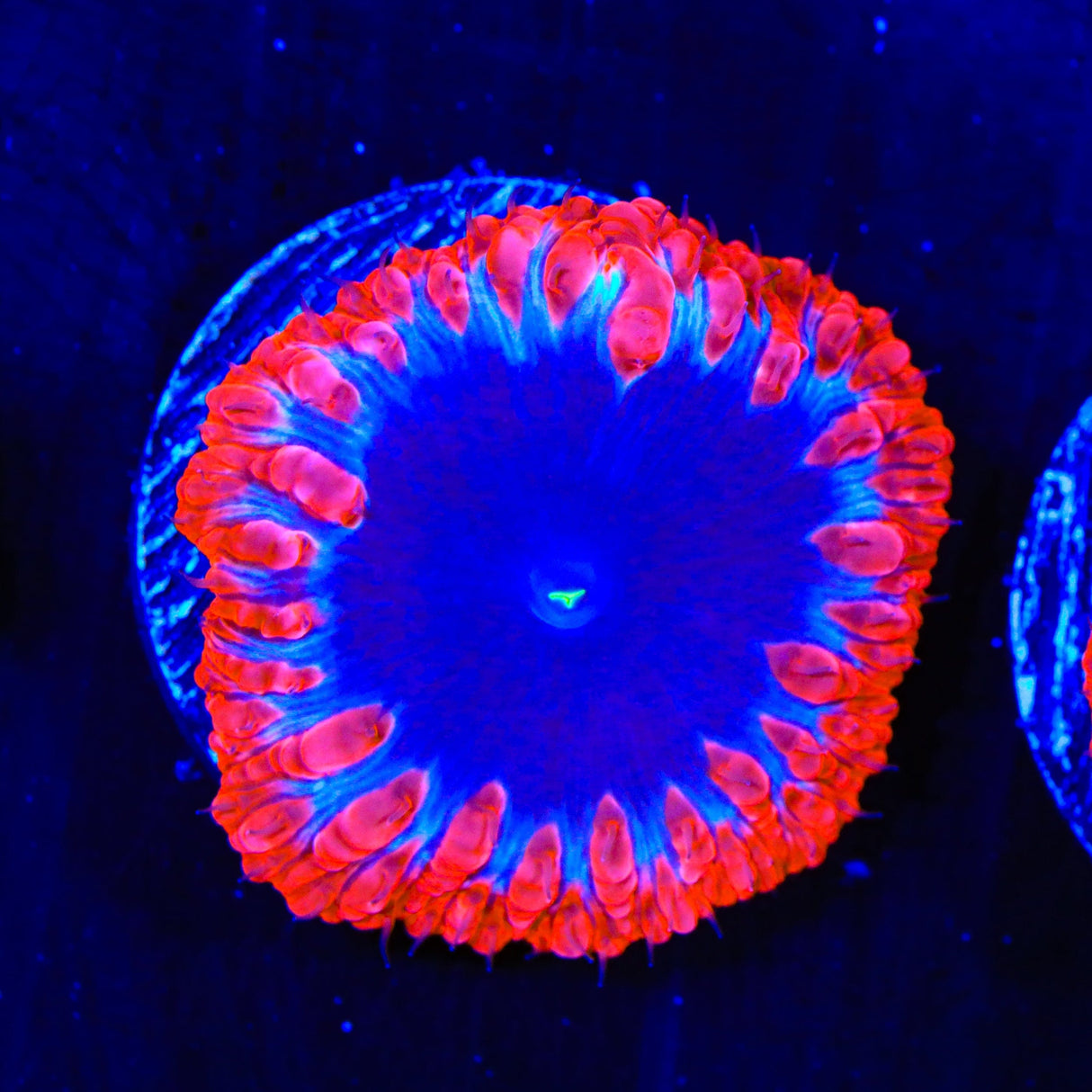 TSA Black Hole Blastomussa