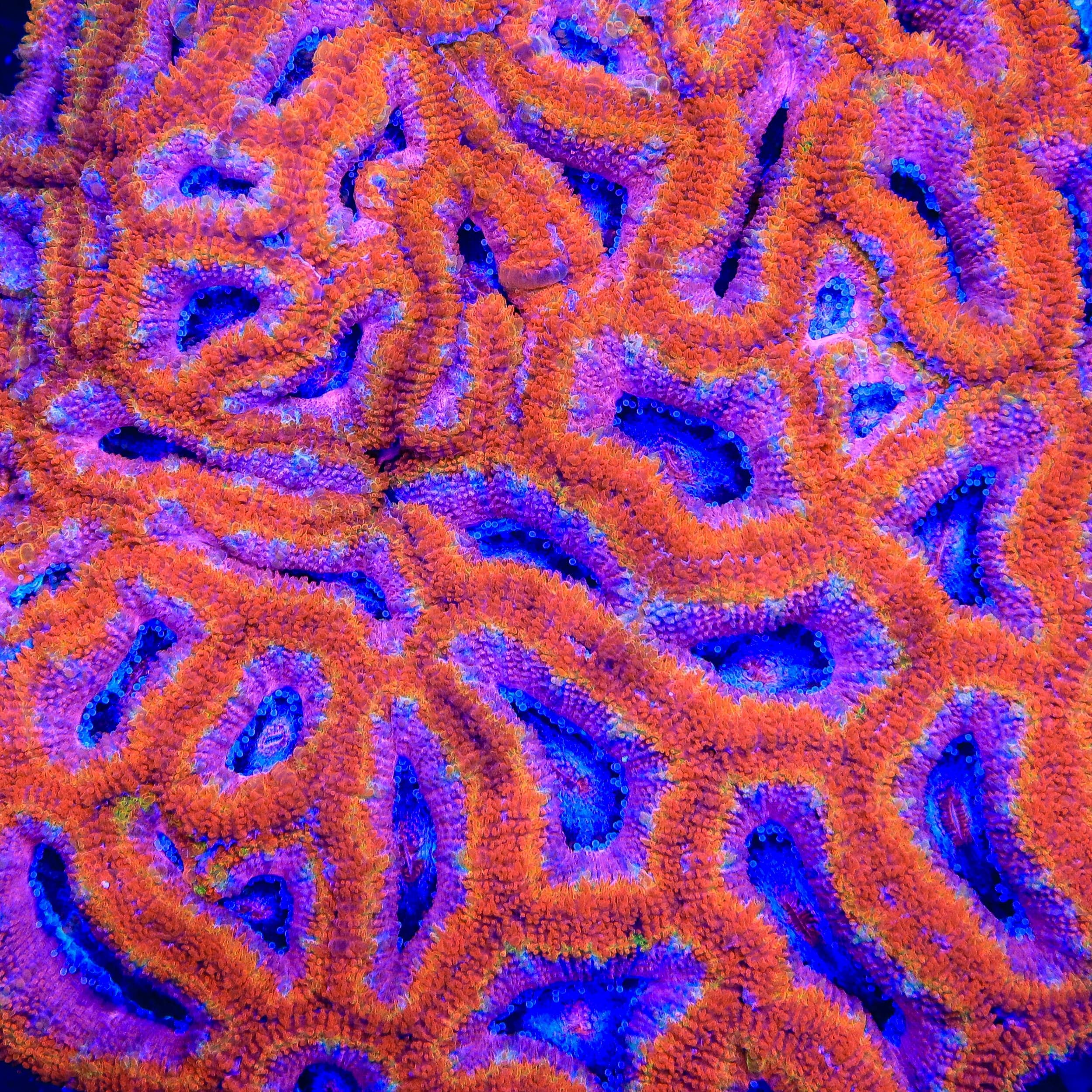 TSA Black Hole Sun Acan Coral – Top Shelf Aquatics