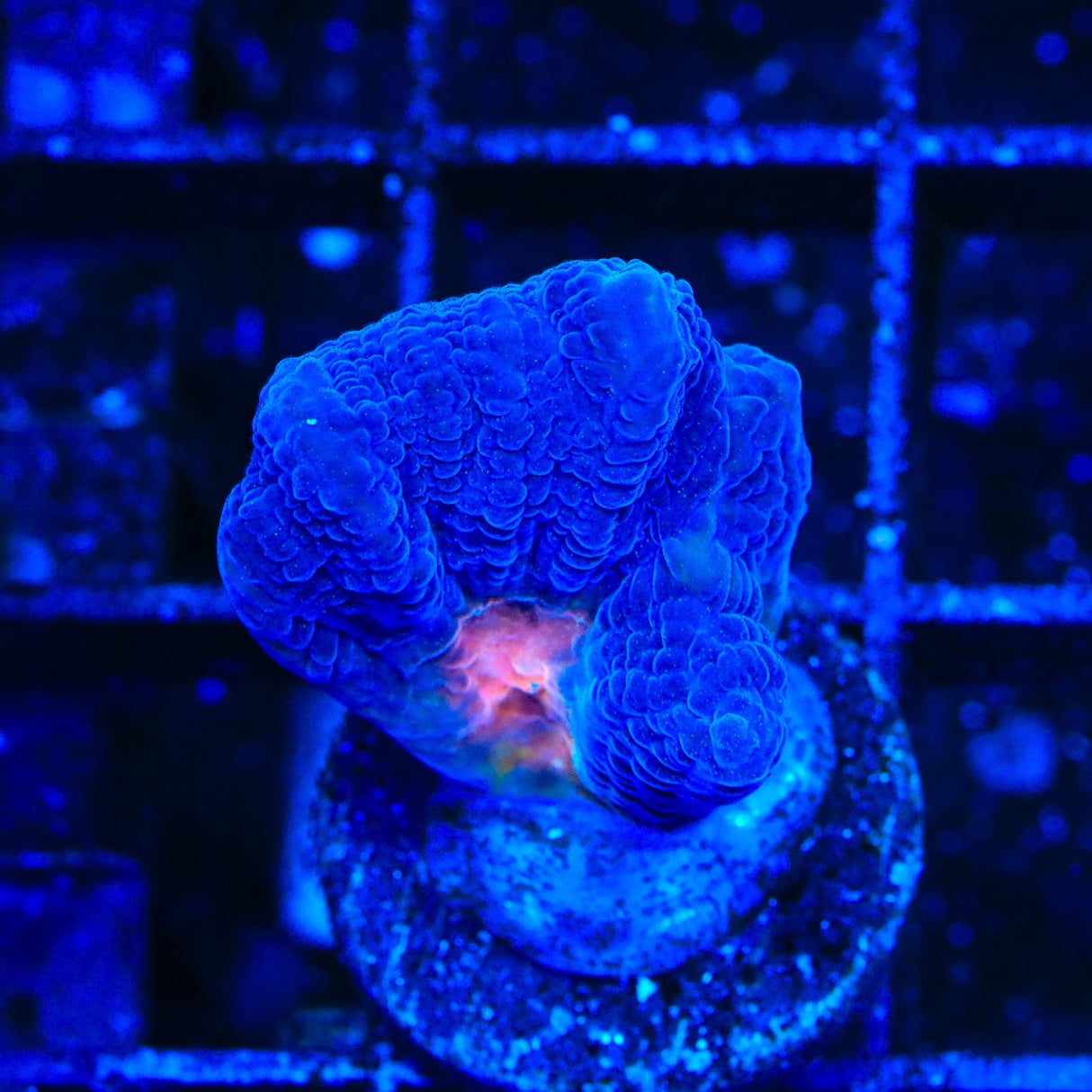 TSA Black Lotus Pectinia Coral