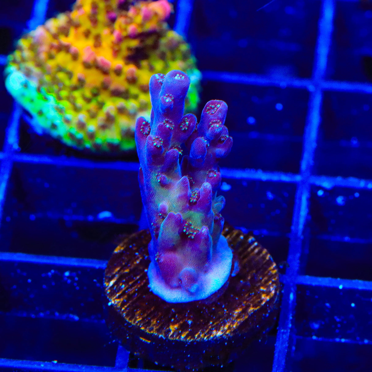 TSA Black Rose Acropora Coral