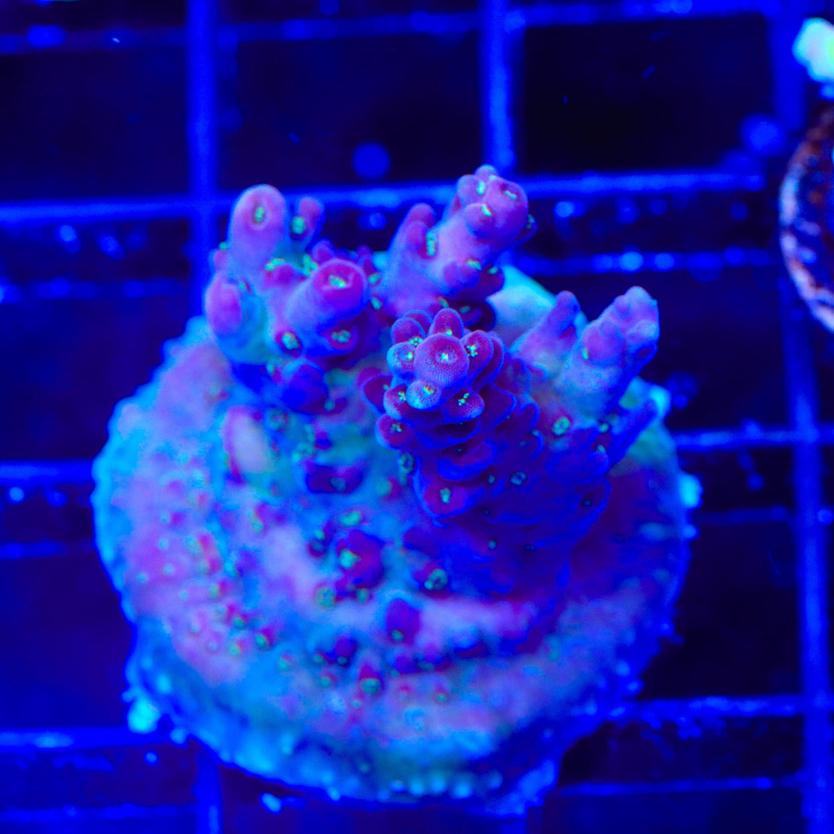 TSA Black Rose Acropora Coral