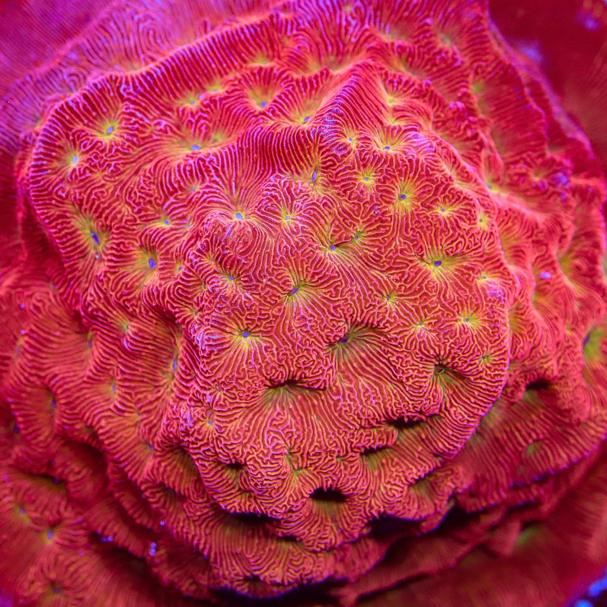 TSA Blood Simple Leptoseris Coral