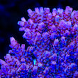TSA Blood Spear Acropora Coral