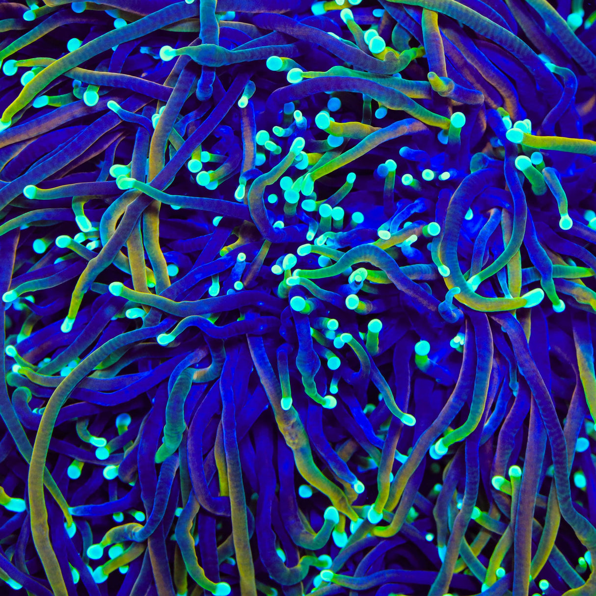 TSA Blowtorch Torch Coral