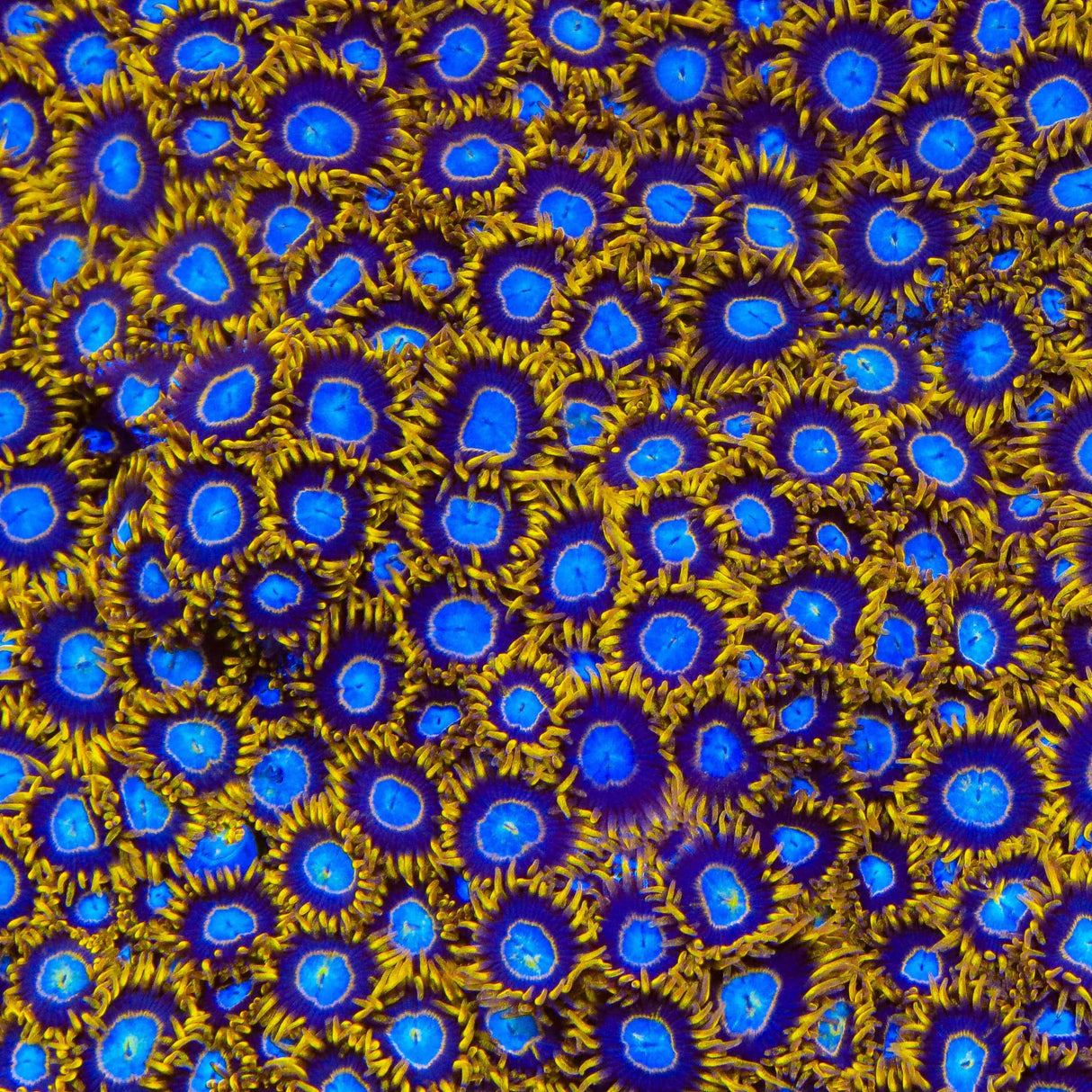 TSA Blue Eye Hornet Zoanthids Coral