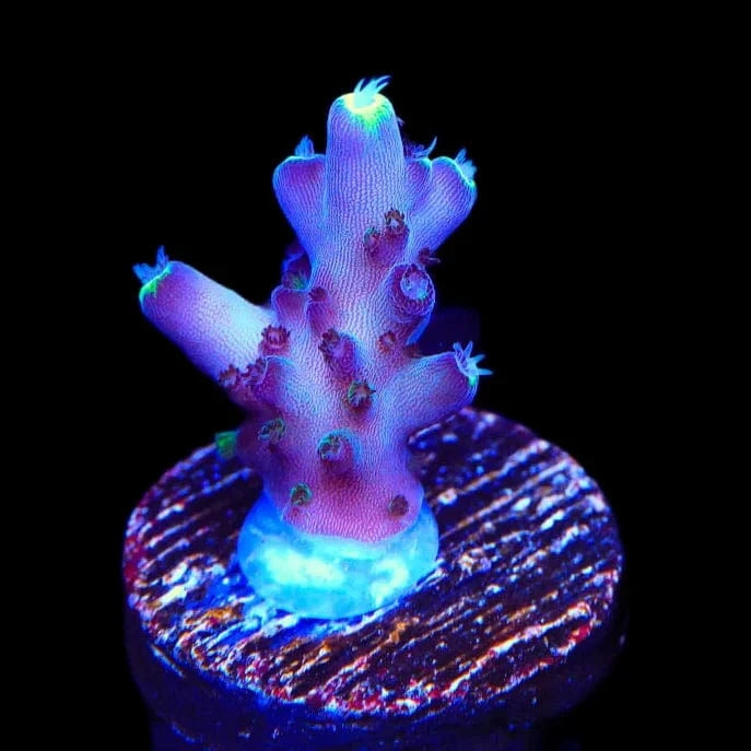 TSA Blue Flame Acropora Coral